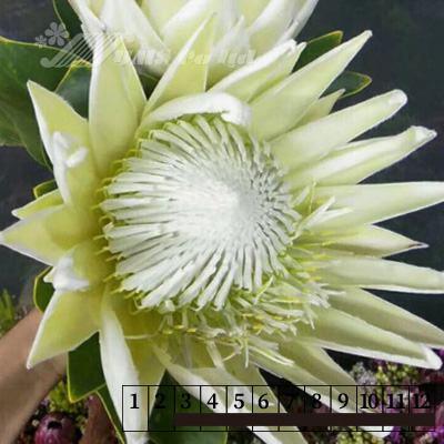 販売購入お得17MIX【896】プロテア ブルニア グロボラス　シンカルファ　生花 フラワー・リース