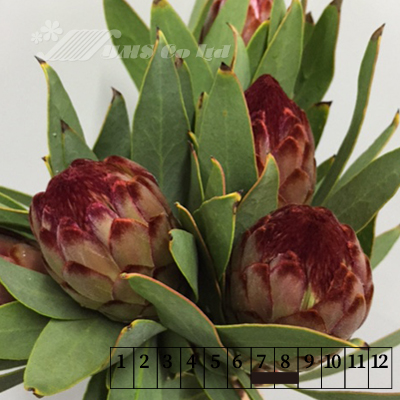 販売購入お得17MIX【896】プロテア ブルニア グロボラス　シンカルファ　生花 フラワー・リース